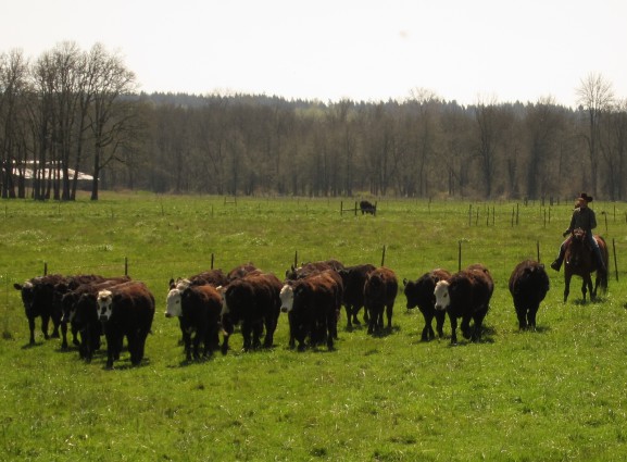 Herding-Feeders